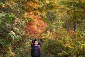 奥志賀渓谷 ブナ原生林のトレッキング　１０月８日撮影