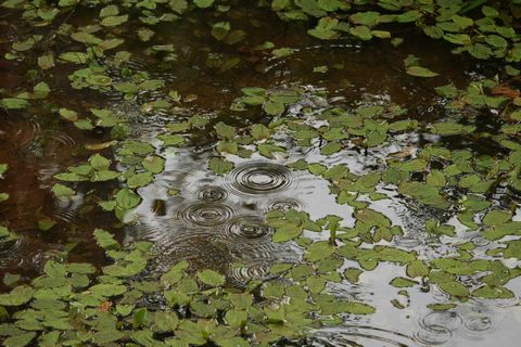 雨の池も風情あり　　７月２日朝 撮影