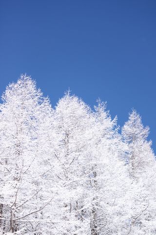 青空に映えますね 木々の純白