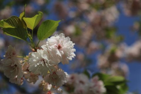 小布施の桜