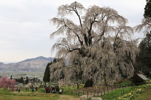 高山村 水中の枝垂れ桜　　　　　　４がう２６日撮影